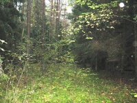 Ruzhany Forest