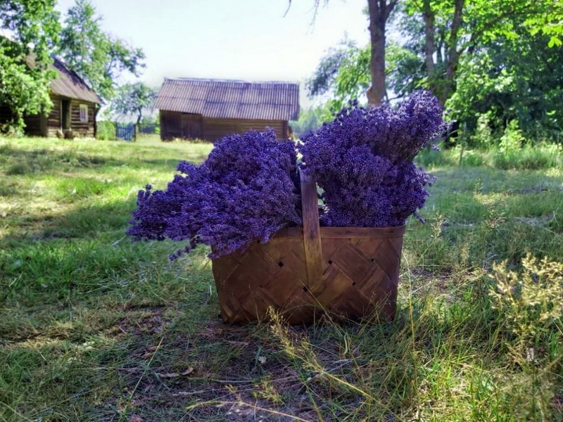 Лавандовая ферма «Любэцкая лаванда»