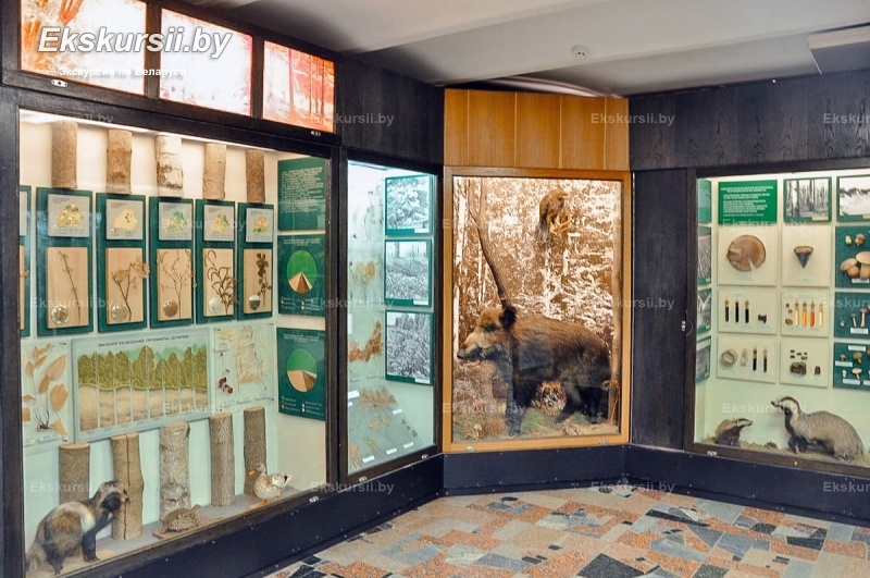 Музей прыроды і экалогіі